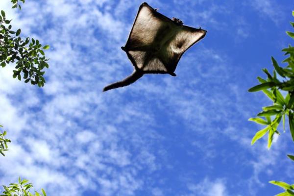 Animais aéreos - Exemplos e características - Os animais que planam são animais aéreos?