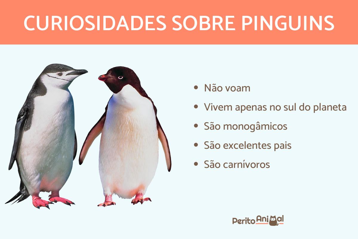 Curiosidades sobre pinguins