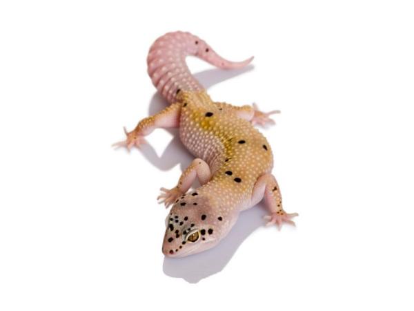 Fases do gecko leopardo - O que são e exemplos -
