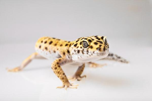 Fases do gecko leopardo - O que são e exemplos -