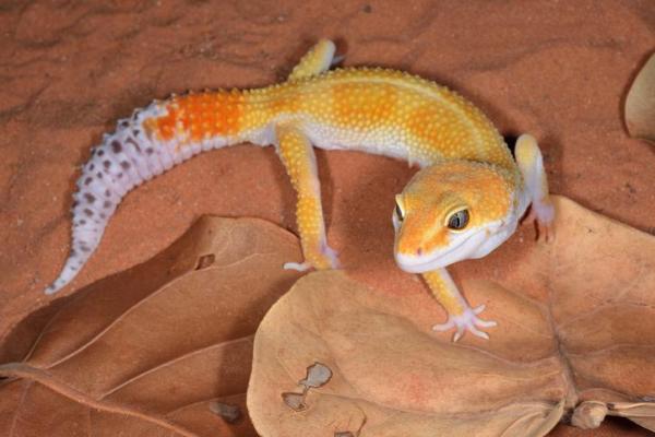Fases do gecko leopardo - O que são e exemplos -