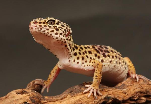 Fases do gecko leopardo - O que são e exemplos - Exemplos de fases do gecko leopardo