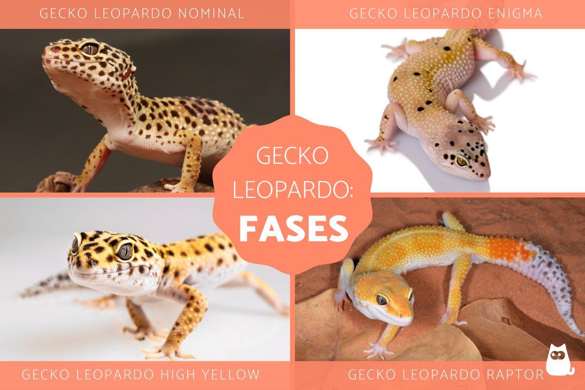 Fases do gecko leopardo - O que são e exemplos