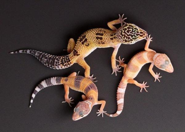 Fases do gecko leopardo - O que são e exemplos - Quais são as fases do gecko leopardo e como são produzidas?