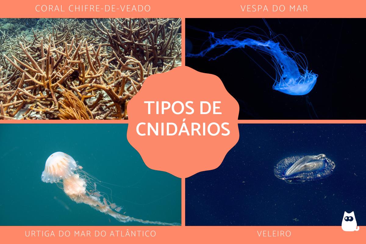 Tipos de cnidários - O que são, exemplos, características e reprodução