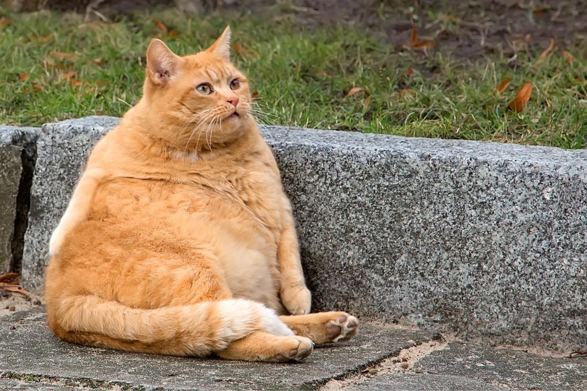 Gato obeso - Causas e tratamento