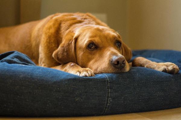 O cachorro sabe quando vai morrer? - O cachorro sabe quando vai morrer?