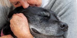 O cachorro sabe quando vai morrer?