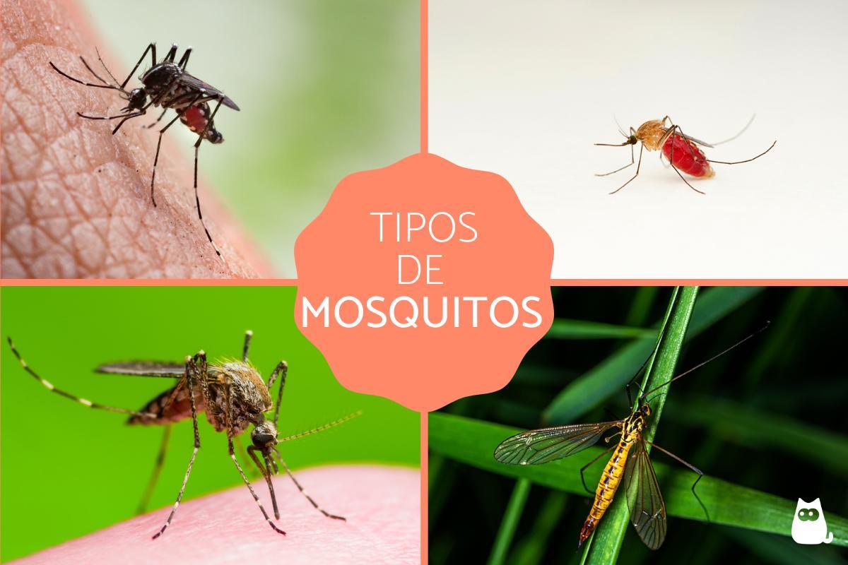 Tipos de mosquitos