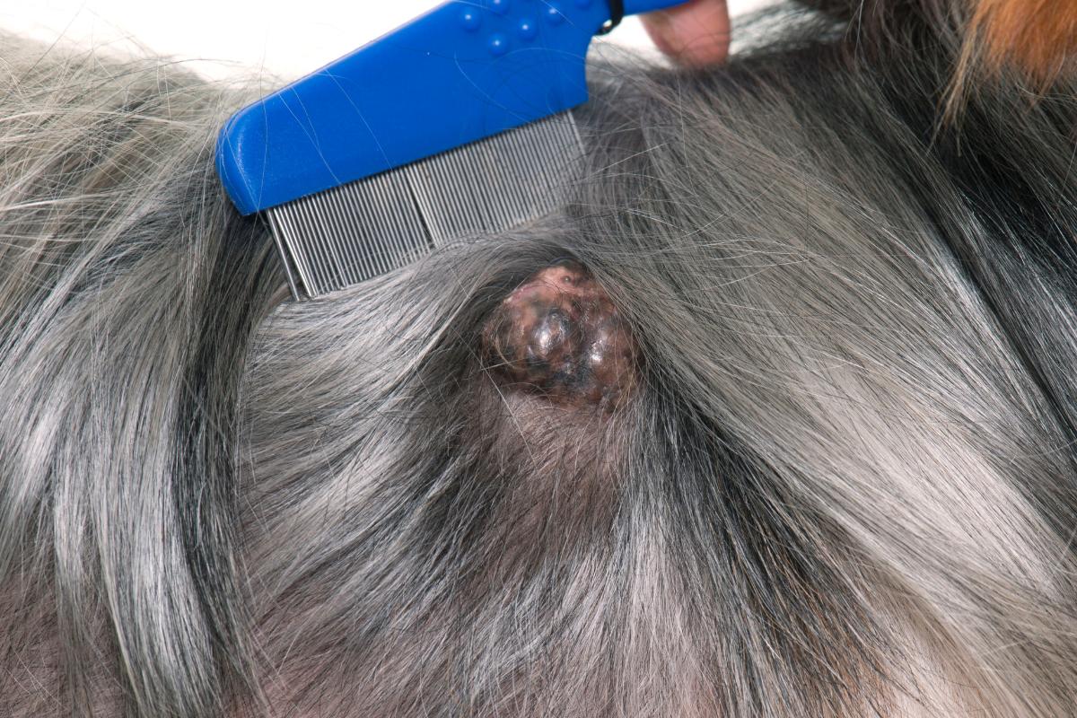 Tumor de pele em cães - Causas e tratamento