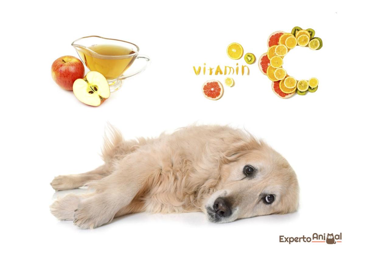 Cachorro urinando sangue: remédios caseiros e causas