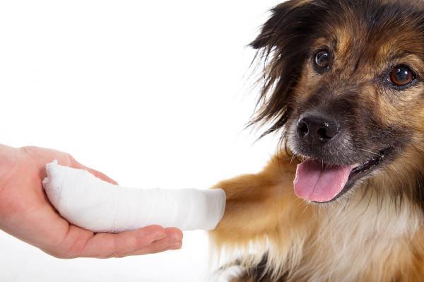 Clorexidina para cachorros - Usos, doses e efeitos colaterais