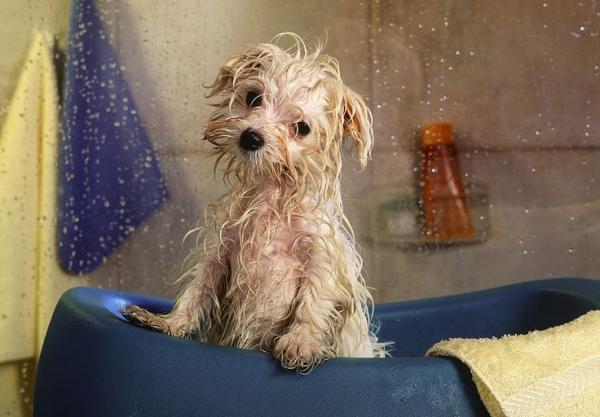 Clorexidina para cachorros - Usos, doses e efeitos colaterais - Para que serve a clorexidina para cachorros?