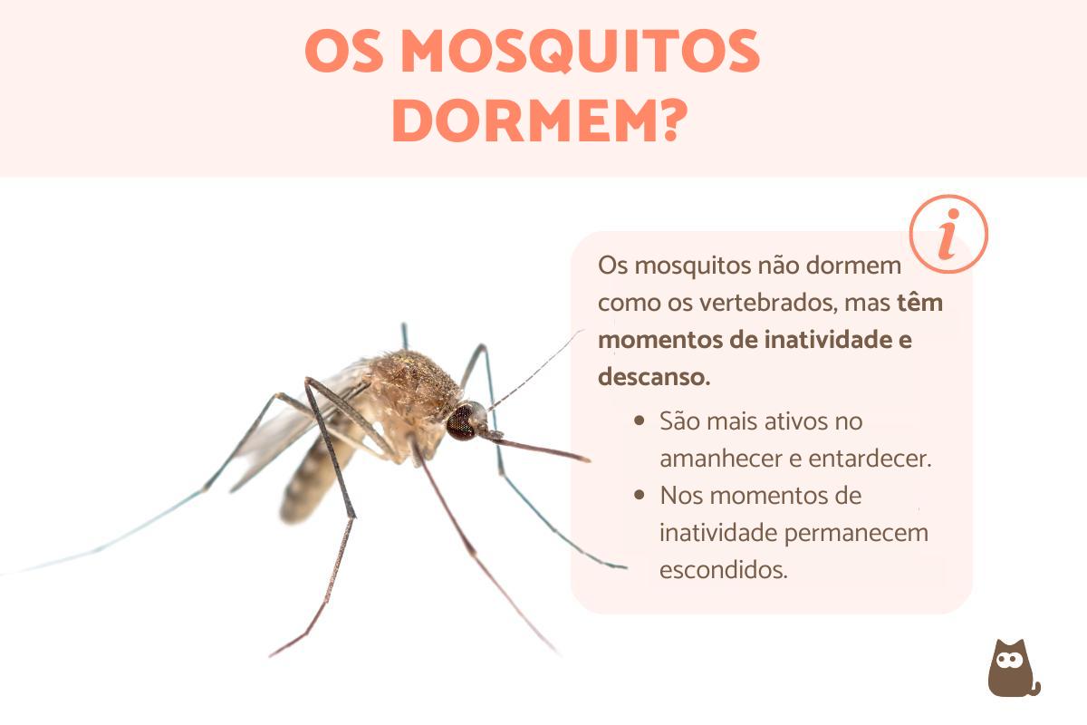 Mosquito dorme?