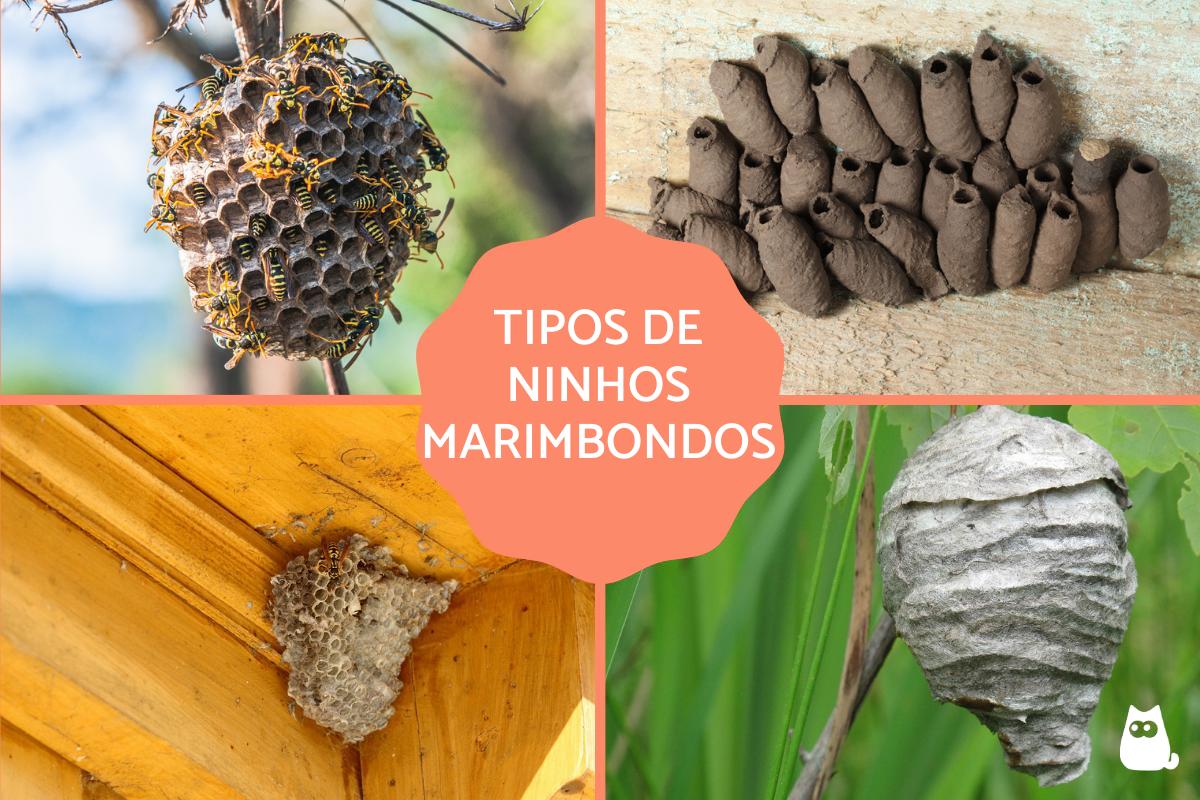 Tipos de ninhos de vespas
