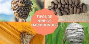 Tipos de ninhos de vespas