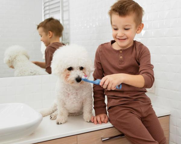 Como escovar os destes do cachorro - Guia completo