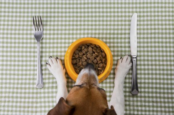 Melhorar o hálito do cachorro - dicas caseiras - A alimentação e a hidratação são fundamentais 