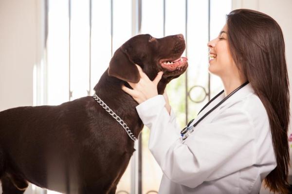 Melhorar o hálito do cachorro - dicas caseiras - Cachorro com mau hálito, o que fazer?