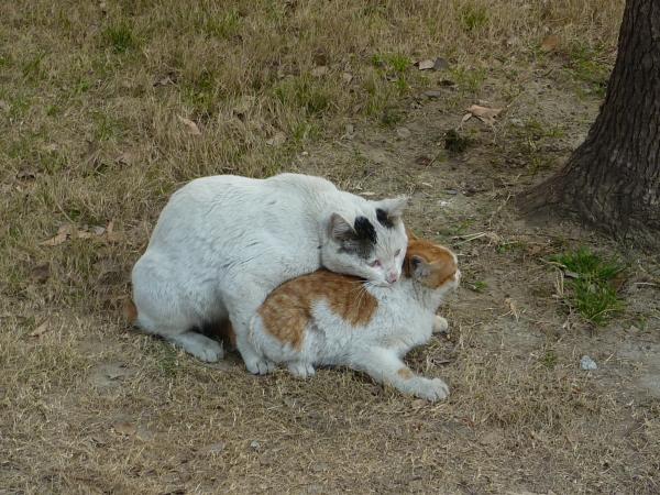 Porque os gatos fazem tanto barulho quando cruzam - Como os gatos cruzam