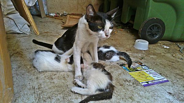 Porque os gatos fazem tanto barulho quando cruzam - Como os gatos se reproduzem