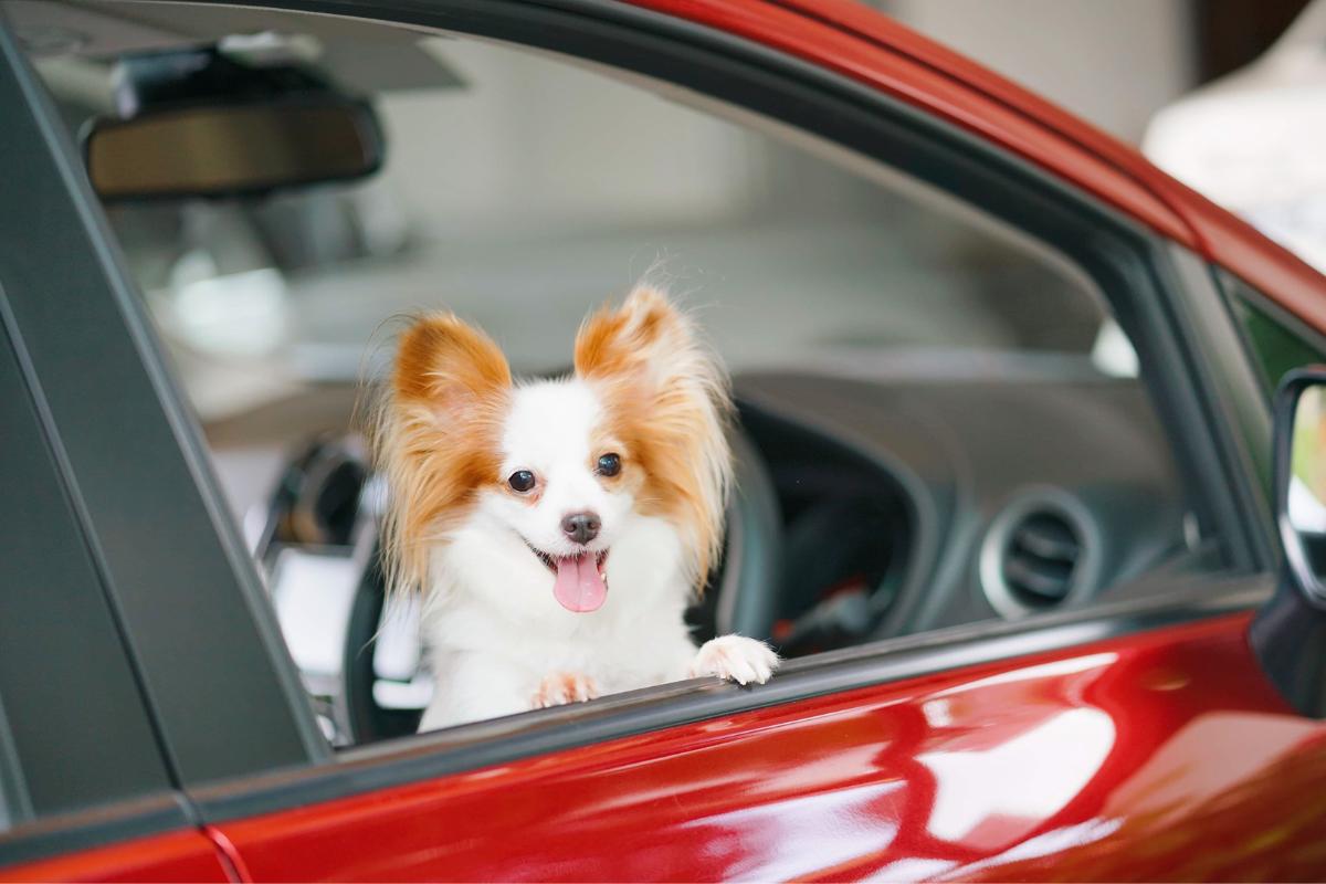 Como viajar com o cachorro de carro?