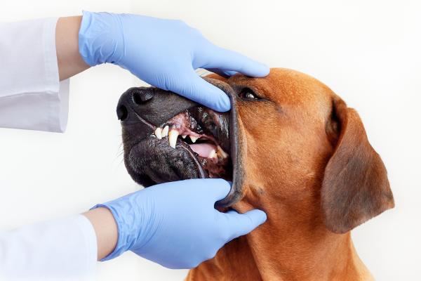 Melhorar o hálito do cachorro - dicas caseiras