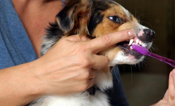 Melhorar o hálito do cachorro - dicas caseiras - O que você deve saber sobre o hálito do cachorro