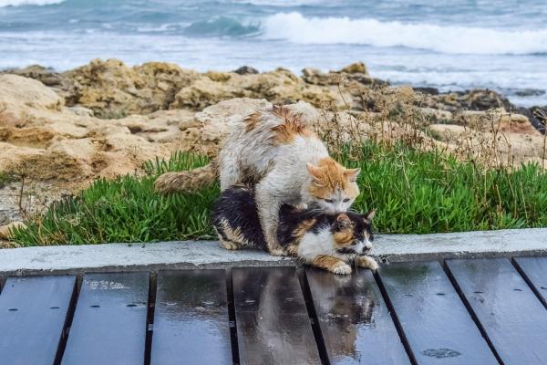 Porque os gatos fazem tanto barulho quando cruzam