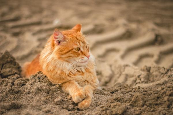 Protetor solar para gatos - qual o melhor e outros cuidados no verão - Outros cuidados com gatos no verão