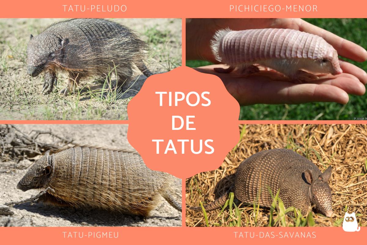 Tipos de tatus