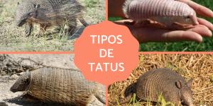 Tipos de tatus