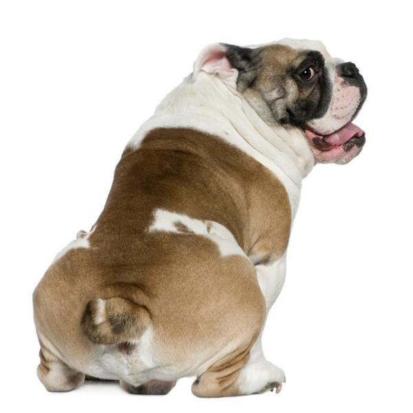 Meu cachorro esfrega o bumbum no chão - Causas e dicas - As glândulas anais estão cheias