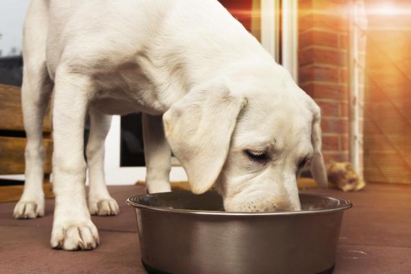 Como preparar fígado de frango para cachorro - Benefícios do fígado de galinha para o cachorro