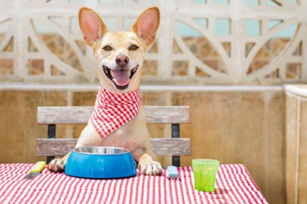 Como preparar fígado de frango para cachorro