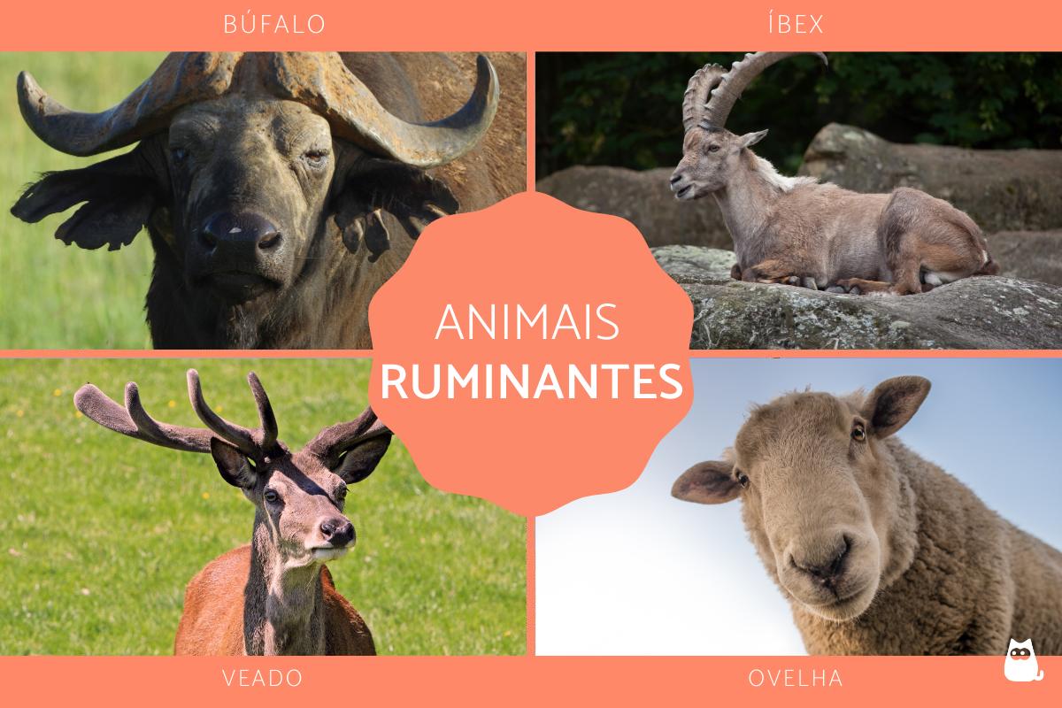 Exemplos de animais ruminantes