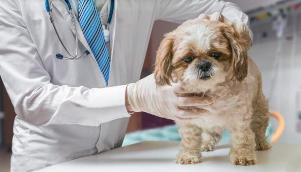 Meu cachorro esfrega o bumbum no chão - Causas e dicas - Obstruções intestinais