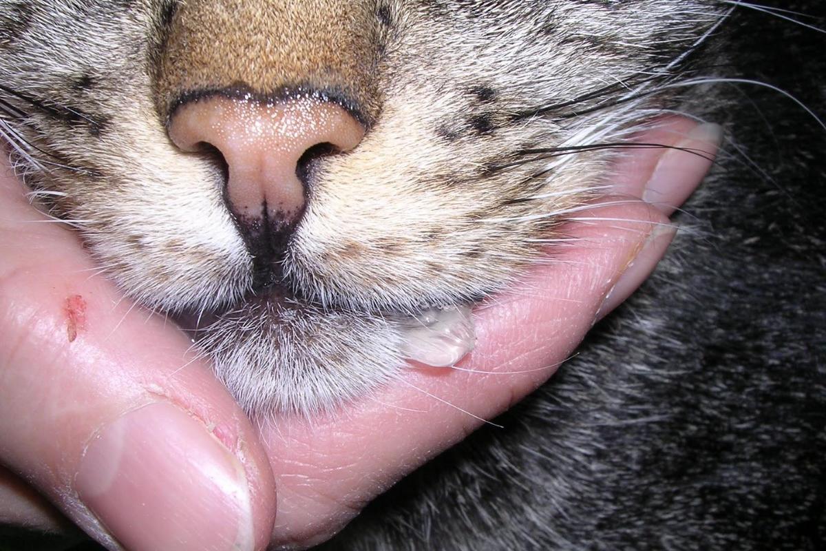 10 sinais de dor em gatos