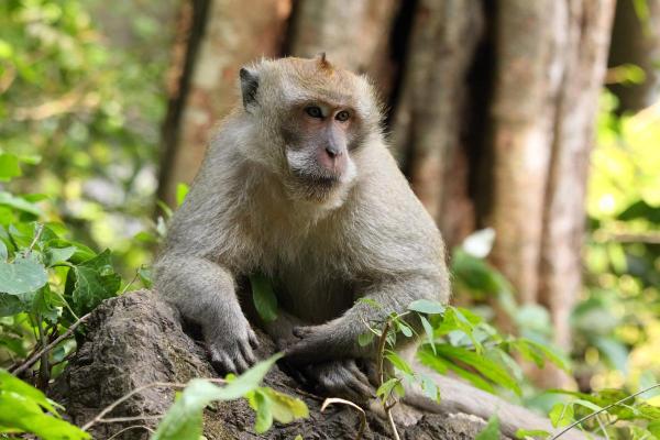 Macacos japoneses: tipos, características e onde vivem - Há outros macacos no Japão?