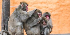 Macacos japoneses: tipos, características e onde vivem