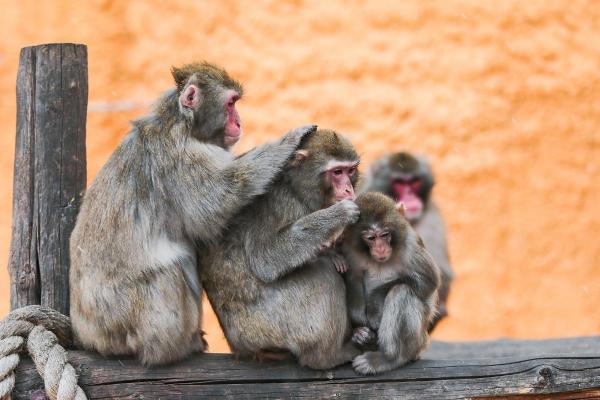 Macacos japoneses: tipos, características e onde vivem