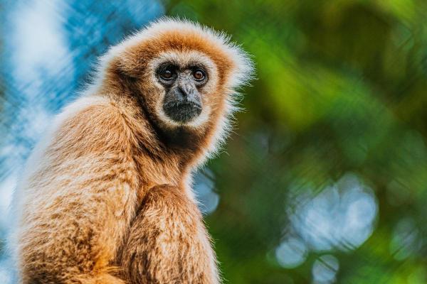 Macacos japoneses: tipos, características e onde vivem - 