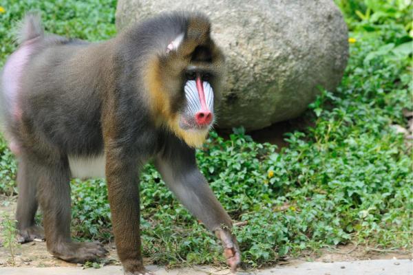 Macacos japoneses: tipos, características e onde vivem - 