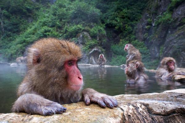 Macacos japoneses: tipos, características e onde vivem - Onde ver macacos no Japão?