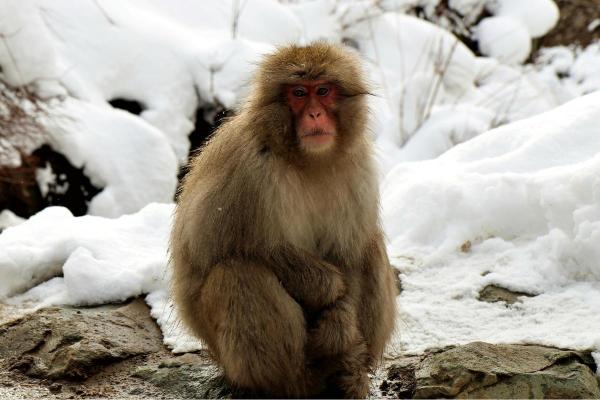 Macacos japoneses: tipos, características e onde vivem - Quais são as características dos macacos japoneses?