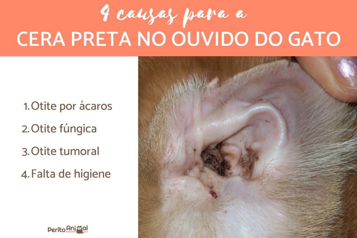 Cera preta no ouvido do gato - Causas e tratamento