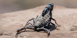 Como saber se um escorpião é venenoso?