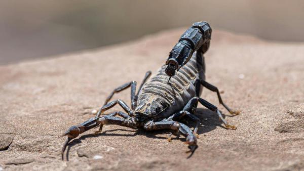 Como saber se um escorpião é venenoso?