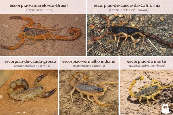Como saber se um escorpião é venenoso? - Espécies de escorpião mais perigosas