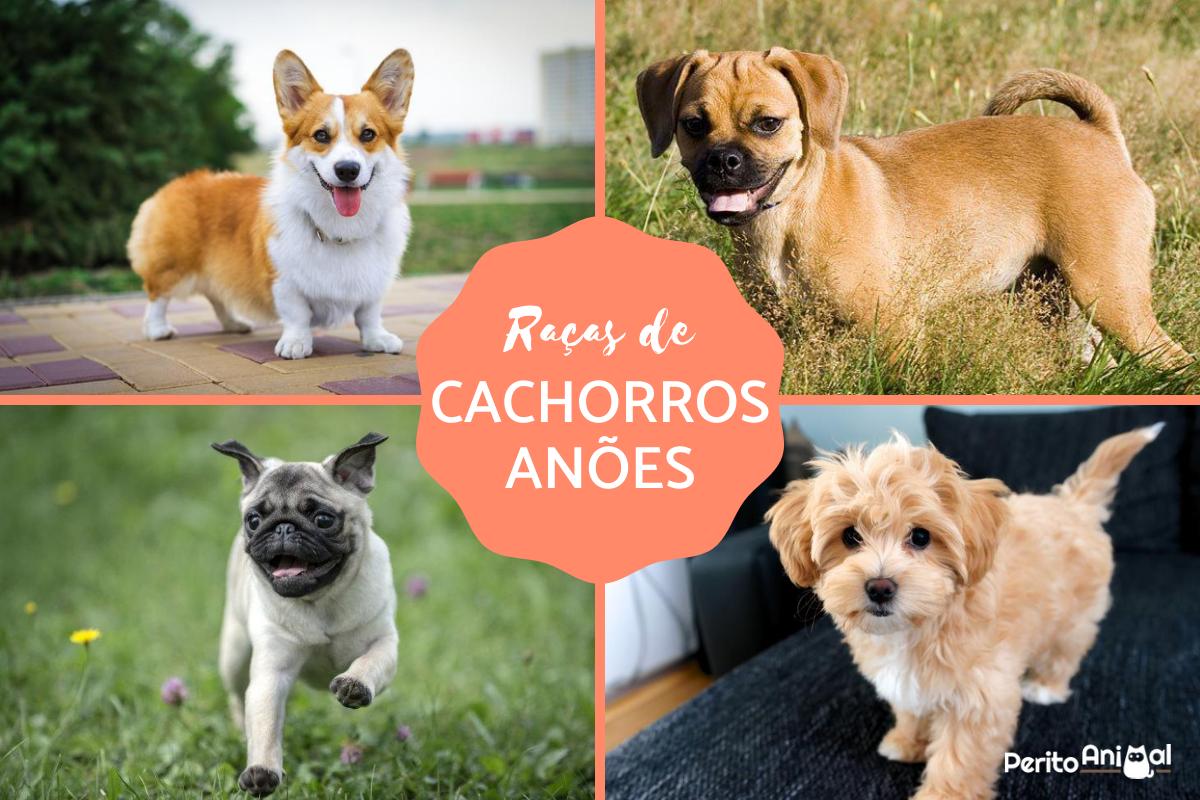Raças de cachorros anões